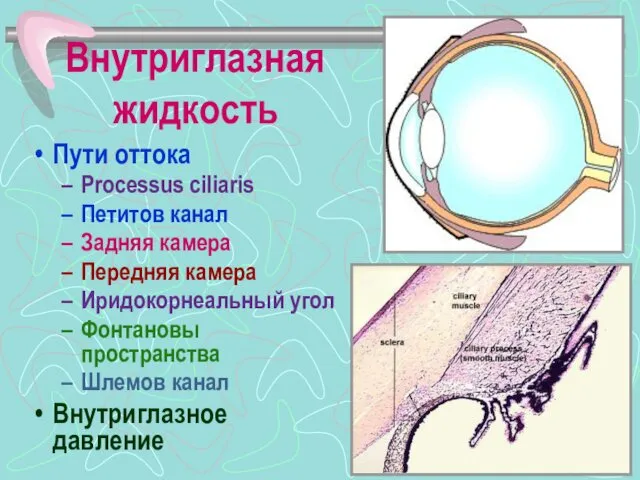 Внутриглазная жидкость Пути оттока Processus ciliaris Петитов канал Задняя камера