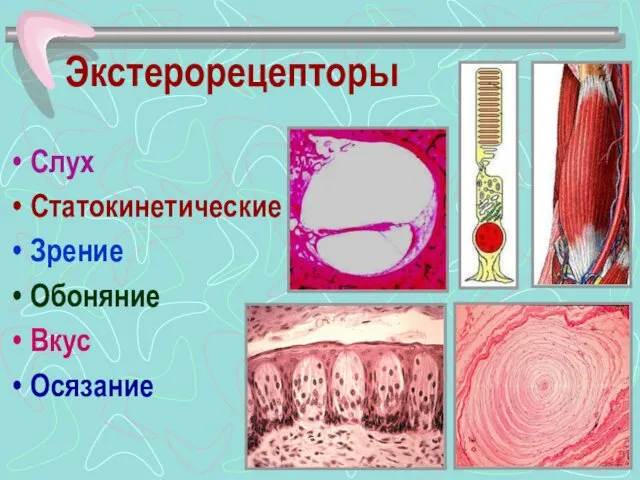 Экстерорецепторы Слух Статокинетические Зрение Обоняние Вкус Осязание