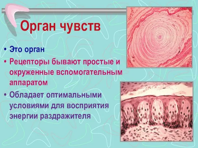 Орган чувств Это орган Рецепторы бывают простые и окруженные вспомогательным