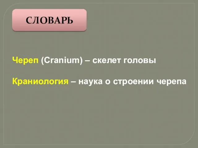 СЛОВАРЬ Череп (Cranium) – скелет головы Краниология – наука о строении черепа