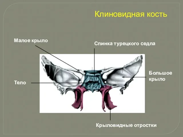 Клиновидная кость Спинка турецкого седла Малое крыло Тело Большое крыло Крыловидные отростки