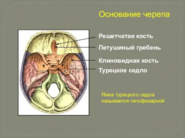 Решетчатая кость Петушиный гребень Клиновидная кость Турецкое седло Основание черепа Ямка турецкого седла называется гипофизарной