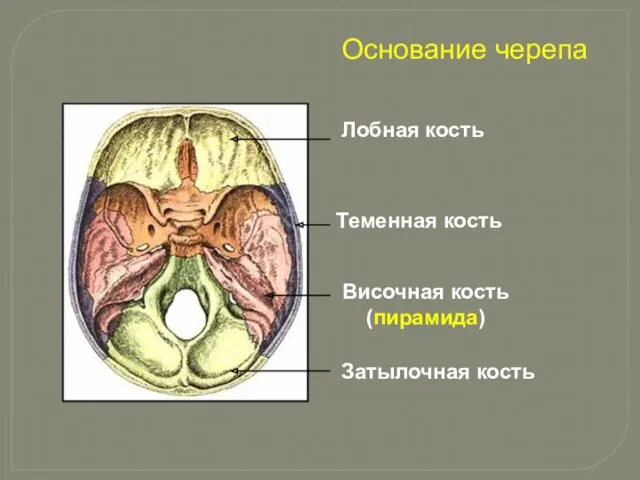 Лобная кость Теменная кость Височная кость (пирамида) Затылочная кость Основание черепа