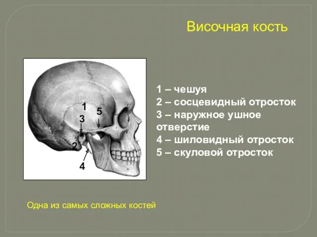 1 – чешуя 2 – сосцевидный отросток 3 – наружное