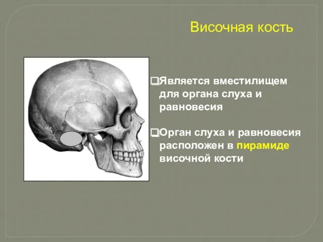 Является вместилищем для органа слуха и равновесия Орган слуха и