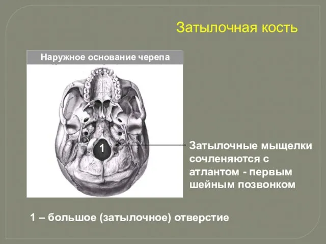 Наружное основание черепа 1 1 – большое (затылочное) отверстие Затылочные