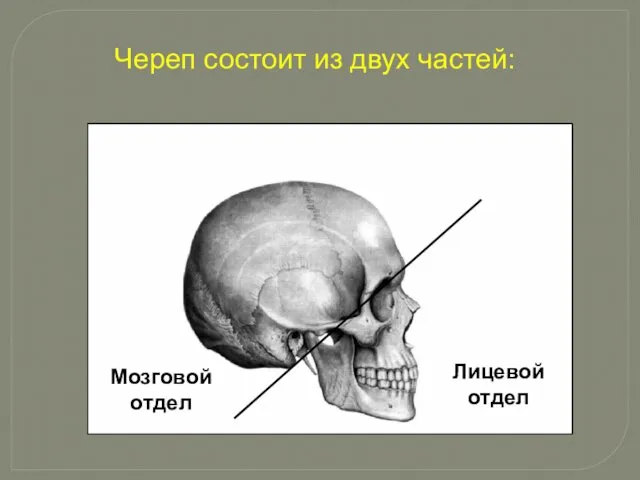 Череп состоит из двух частей: Лицевой отдел Мозговой отдел