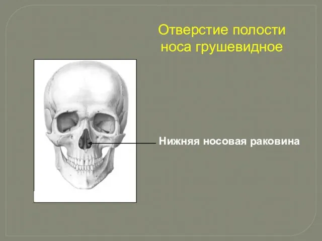 Отверстие полости носа грушевидное Нижняя носовая раковина