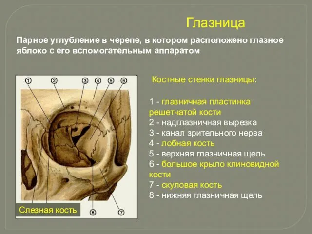 1 - глазничная пластинка решетчатой кости 2 - надглазничная вырезка