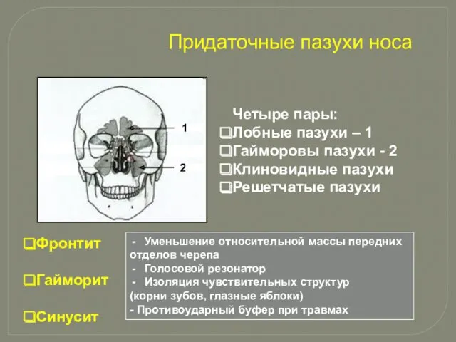 Придаточные пазухи носа Четыре пары: Лобные пазухи – 1 Гайморовы