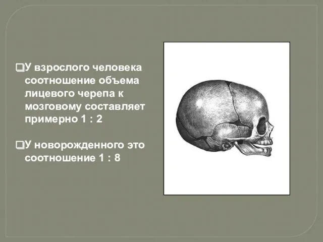 У взрослого человека соотношение объема лицевого черепа к мозговому составляет