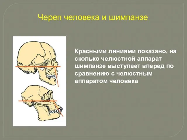 Красными линиями показано, на сколько челюстной аппарат шимпанзе выступает вперед