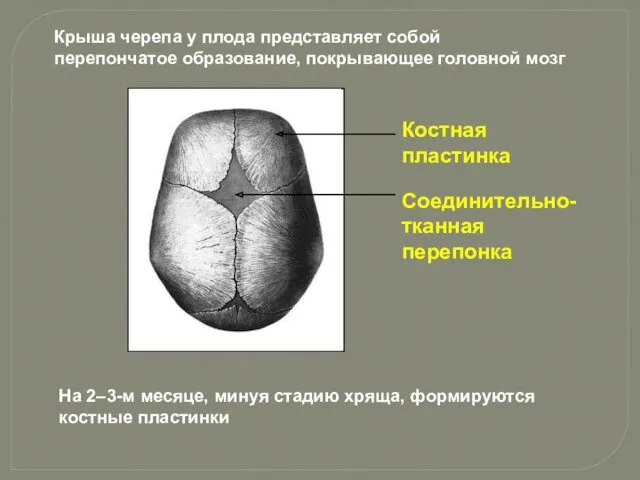 Костная пластинка Соединительно-тканная перепонка На 2–3-м месяце, минуя стадию хряща,