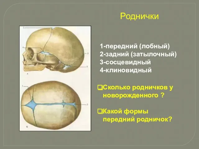 Роднички 1-передний (лобный) 2-задний (затылочный) 3-сосцевидный 4-клиновидный Сколько родничков у новорожденного ? Какой формы передний родничок?