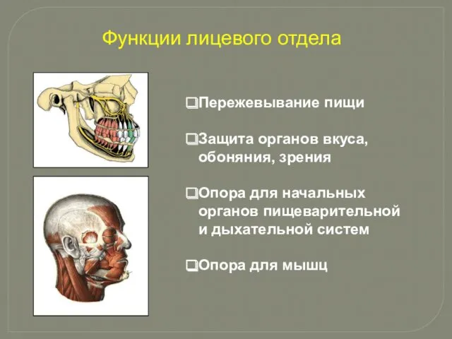 Функции лицевого отдела Пережевывание пищи Защита органов вкуса, обоняния, зрения