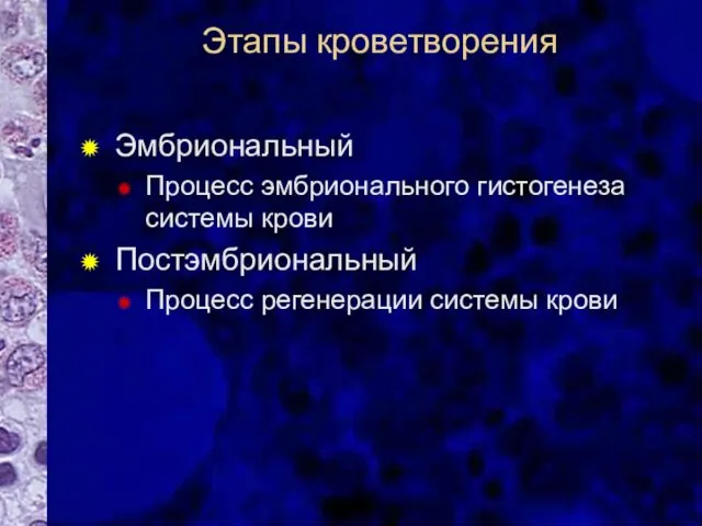 Этапы кроветворения Эмбриональный Процесс эмбрионального гистогенеза системы крови Постэмбриональный Процесс регенерации системы крови