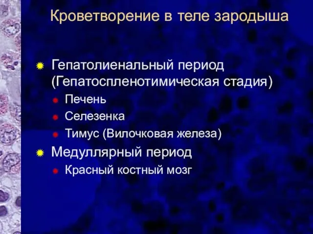 Кроветворение в теле зародыша Гепатолиенальный период (Гепатоспленотимическая стадия) Печень Селезенка