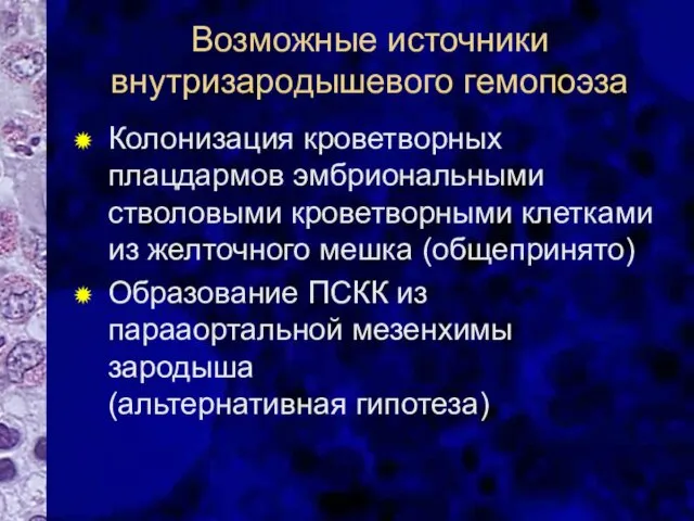 Возможные источники внутризародышевого гемопоэза Колонизация кроветворных плацдармов эмбриональными стволовыми кроветворными