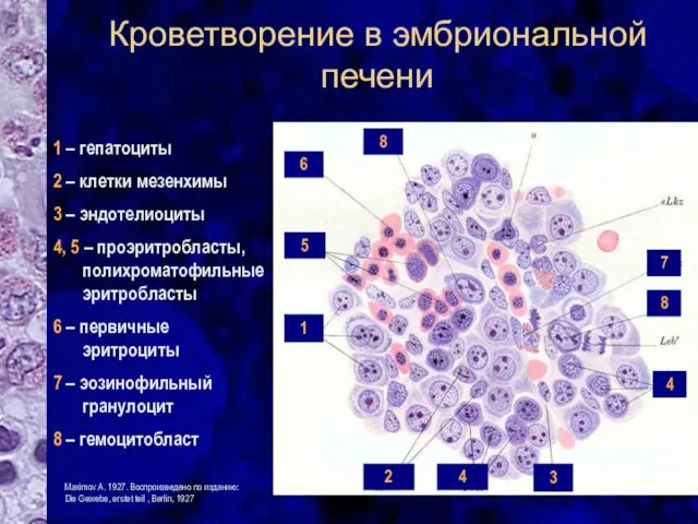 Кроветворение в эмбриональной печени 1 – гепатоциты 2 – клетки