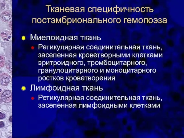 Тканевая специфичность постэмбрионального гемопоэза Миелоидная ткань Ретикулярная соединительная ткань, заселенная