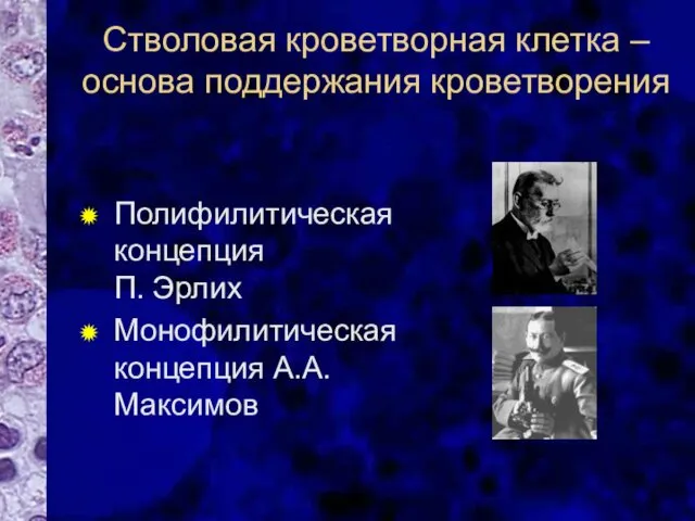 Стволовая кроветворная клетка – основа поддержания кроветворения Полифилитическая концепция П. Эрлих Монофилитическая концепция А.А.Максимов