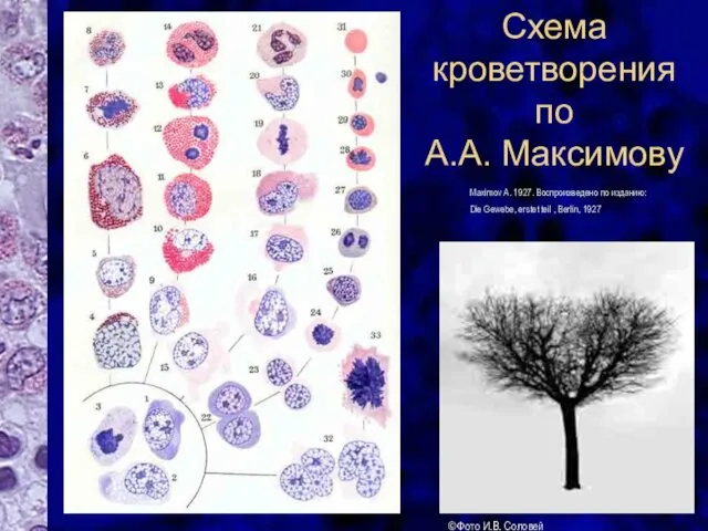 Схема кроветворения по А.А. Максимову © Фото И.В. Соловей Maximov