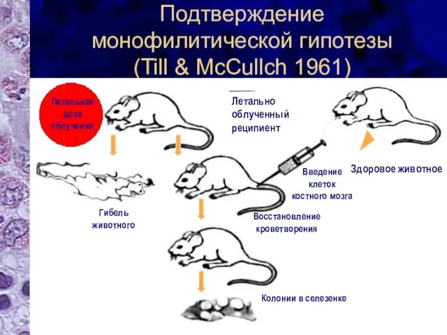 Подтверждение монофилитической гипотезы (Till & McCullch 1961) Введение клеток костного