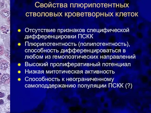 Свойства плюрипотентных стволовых кроветворных клеток Отсутствие признаков специфической дифференцировки ПСКК