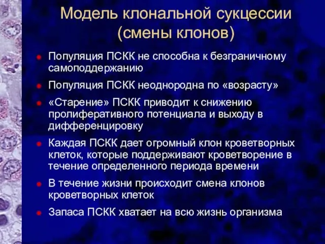 Модель клональной сукцессии (смены клонов) Популяция ПСКК не способна к