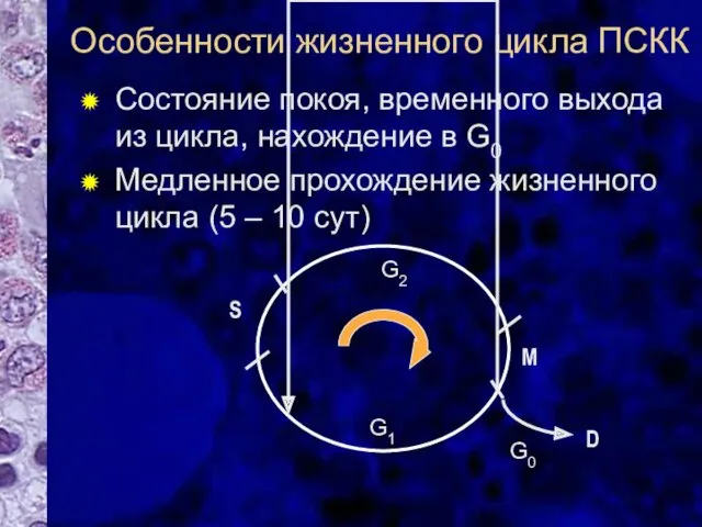 Особенности жизненного цикла ПСКК Состояние покоя, временного выхода из цикла,