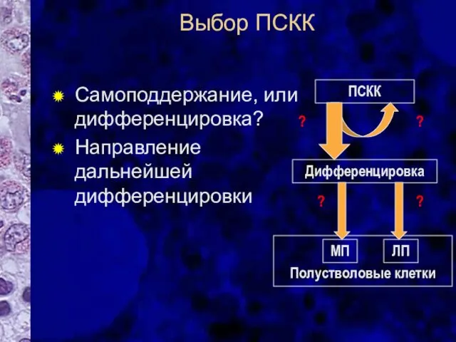 Выбор ПСКК Самоподдержание, или дифференцировка? Направление дальнейшей дифференцировки