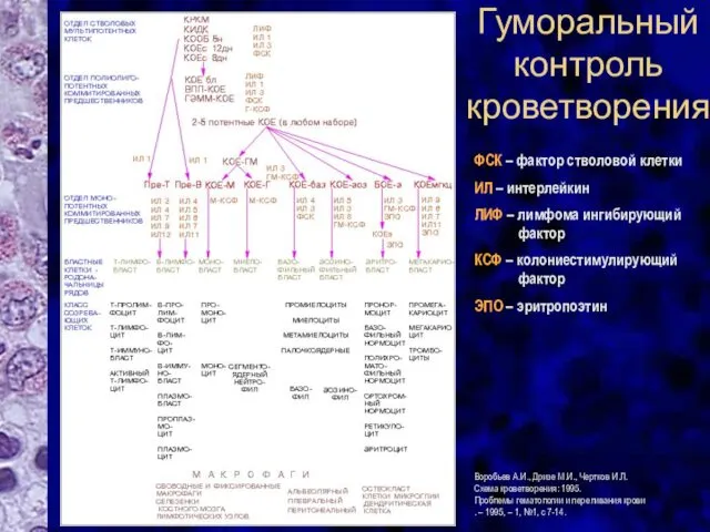 Гуморальный контроль кроветворения ФСК – фактор стволовой клетки ИЛ –