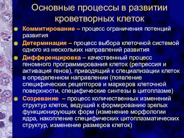 Основные процессы в развитии кроветворных клеток Коммитирование – процесс ограничения