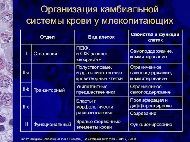 Организация камбиальной системы крови у млекопитающих Воспроизведено с изменениями по