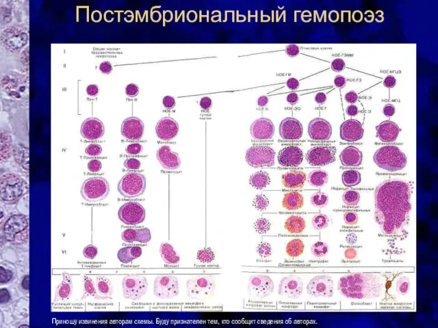 Постэмбриональный гемопоэз Приношу извинения авторам схемы. Буду признателен тем, кто сообщит сведения об авторах.