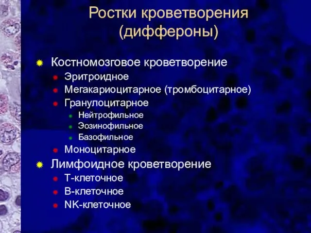 Ростки кроветворения (диффероны) Костномозговое кроветворение Эритроидное Мегакариоцитарное (тромбоцитарное) Гранулоцитарное Нейтрофильное