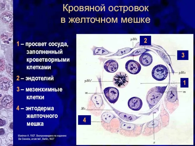 Кровяной островок в желточном мешке 1 – просвет сосуда, заполненный