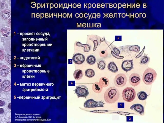 Эритроидное кроветворение в первичном сосуде желточного мешка 1 – просвет