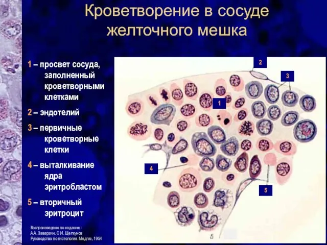 Кроветворение в сосуде желточного мешка 1 – просвет сосуда, заполненный