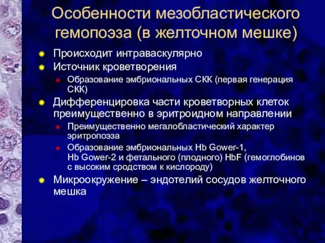 Особенности мезобластического гемопоэза (в желточном мешке) Происходит интраваскулярно Источник кроветворения