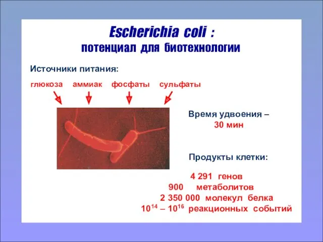 Escherichia coli : потенциал для биотехнологии глюкоза фосфаты аммиак сульфаты Источники питания: 4