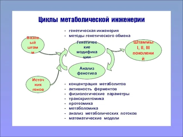 Циклы метаболической инженерии - генетическая инженерия - методы генетического обмена Генетические модификации Анализ