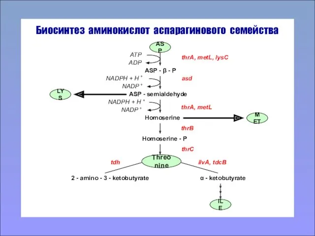 Биосинтез аминокислот аспарагинового семейства ASP LYS MET Threonine thrA, metL, lysC ASP -