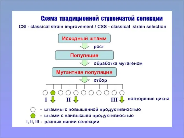 Схема традиционной ступенчатой селекции рост обработка мутагеном отбор I II