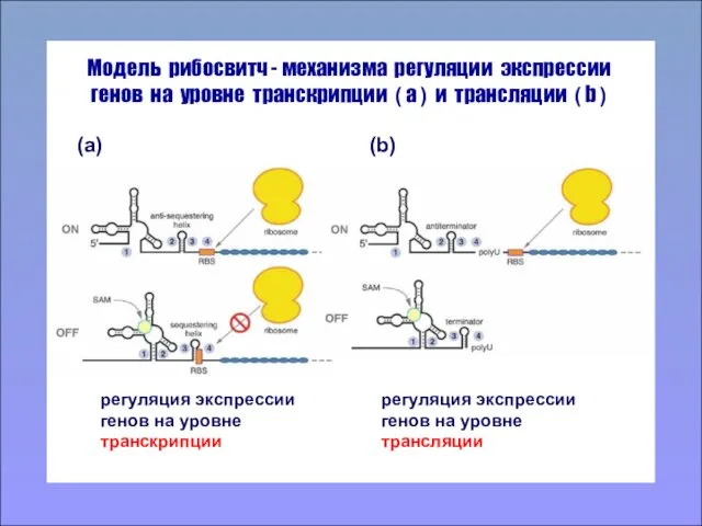 Модель рибосвитч - механизма регуляции экспрессии генов на уровне транскрипции ( а )