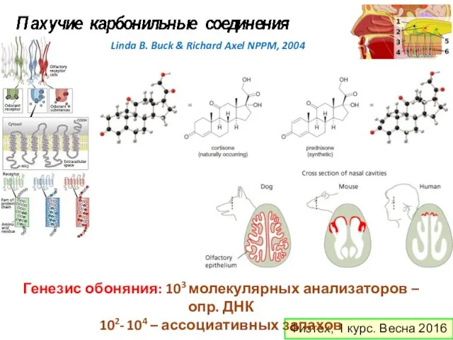 Физтех, 1 курс. Весна 2016 Генезис обоняния: 103 молекулярных анализаторов