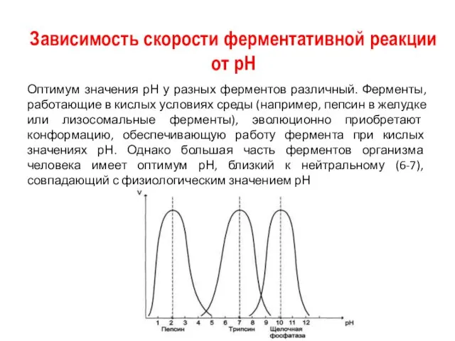 Зависимость скорости ферментативной реакции от рН Оптимум значения рН у разных ферментов различный.