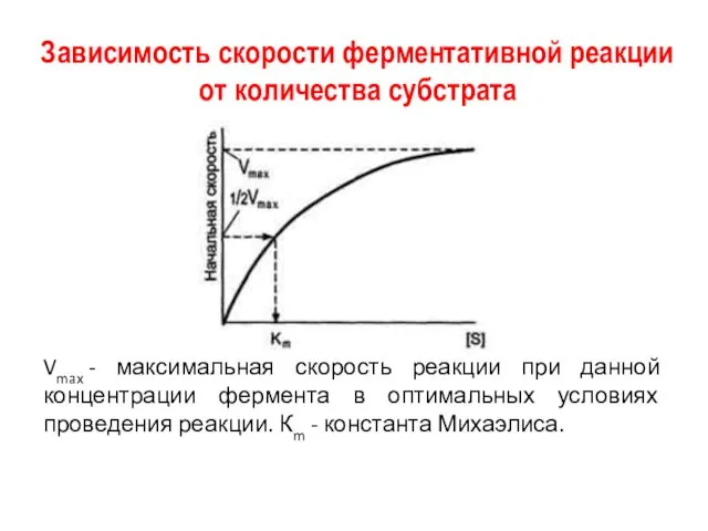 Зависимость скорости ферментативной реакции от количества субстрата Vmax - максимальная