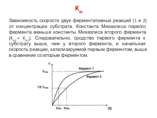 Km Зависимость скорости двух ферментативных реакций (1 и 2) от концентрации субстрата. Константа
