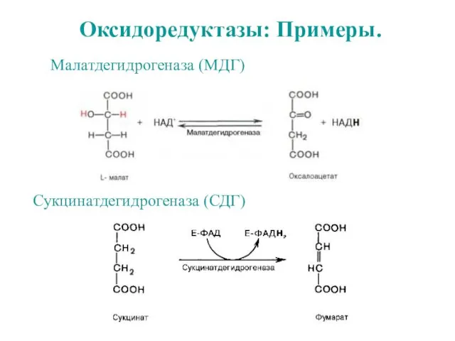 Оксидоредуктазы: Примеры. Малатдегидрогеназа (МДГ) Сукцинатдегидрогеназа (СДГ)